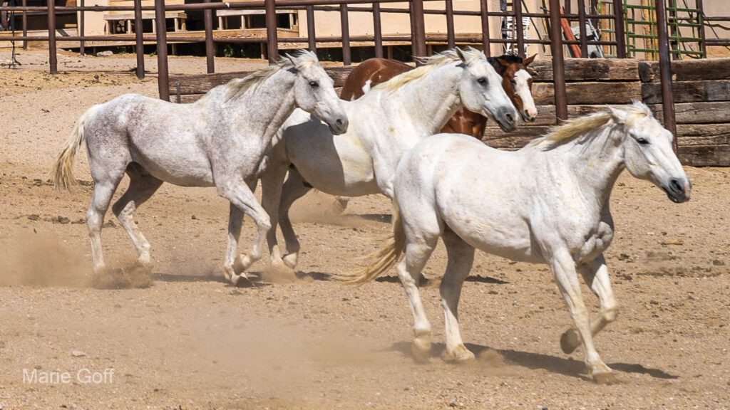 horses running