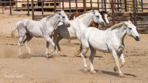 horses running