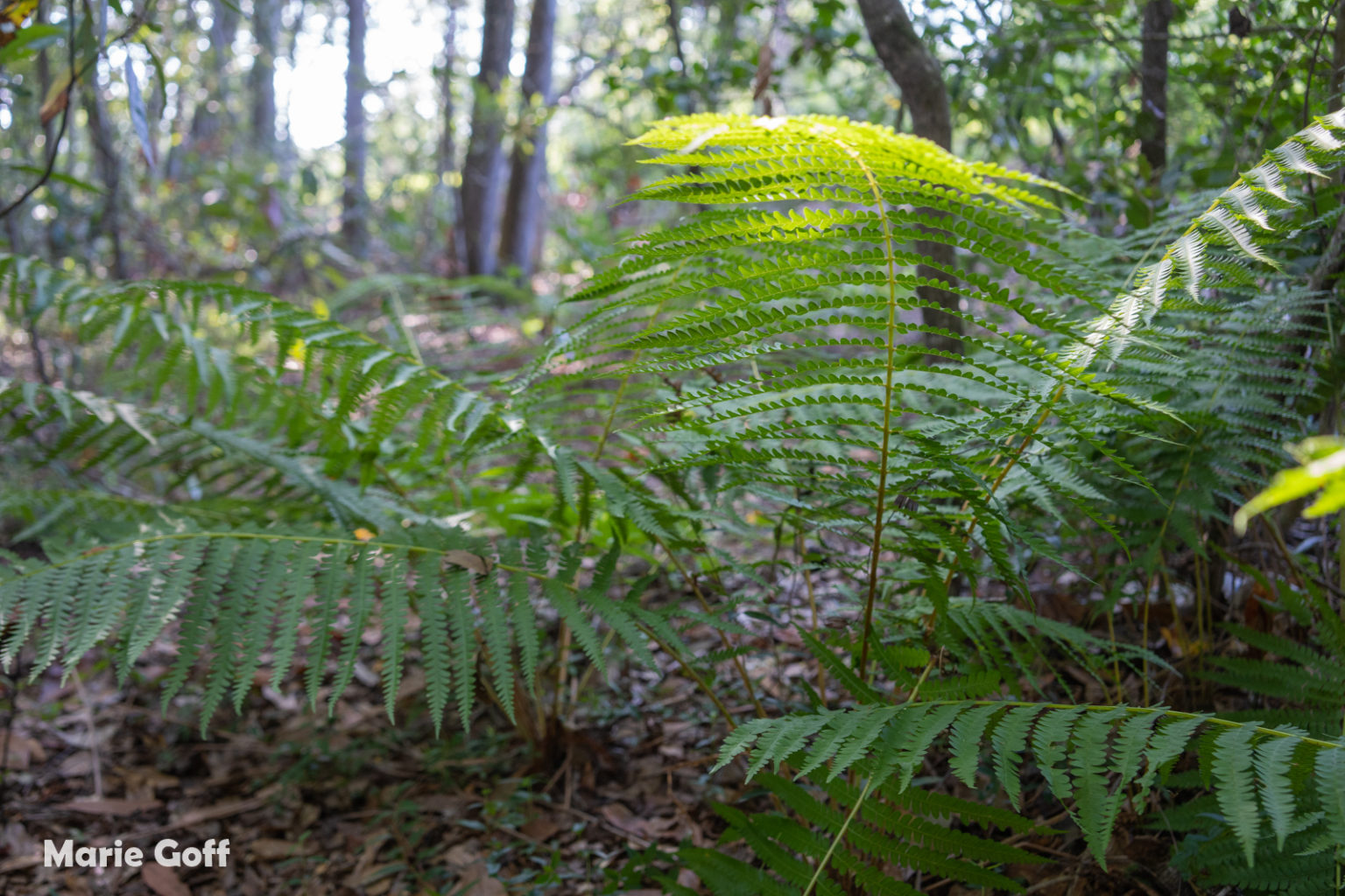 South Carolina Seven Expedition