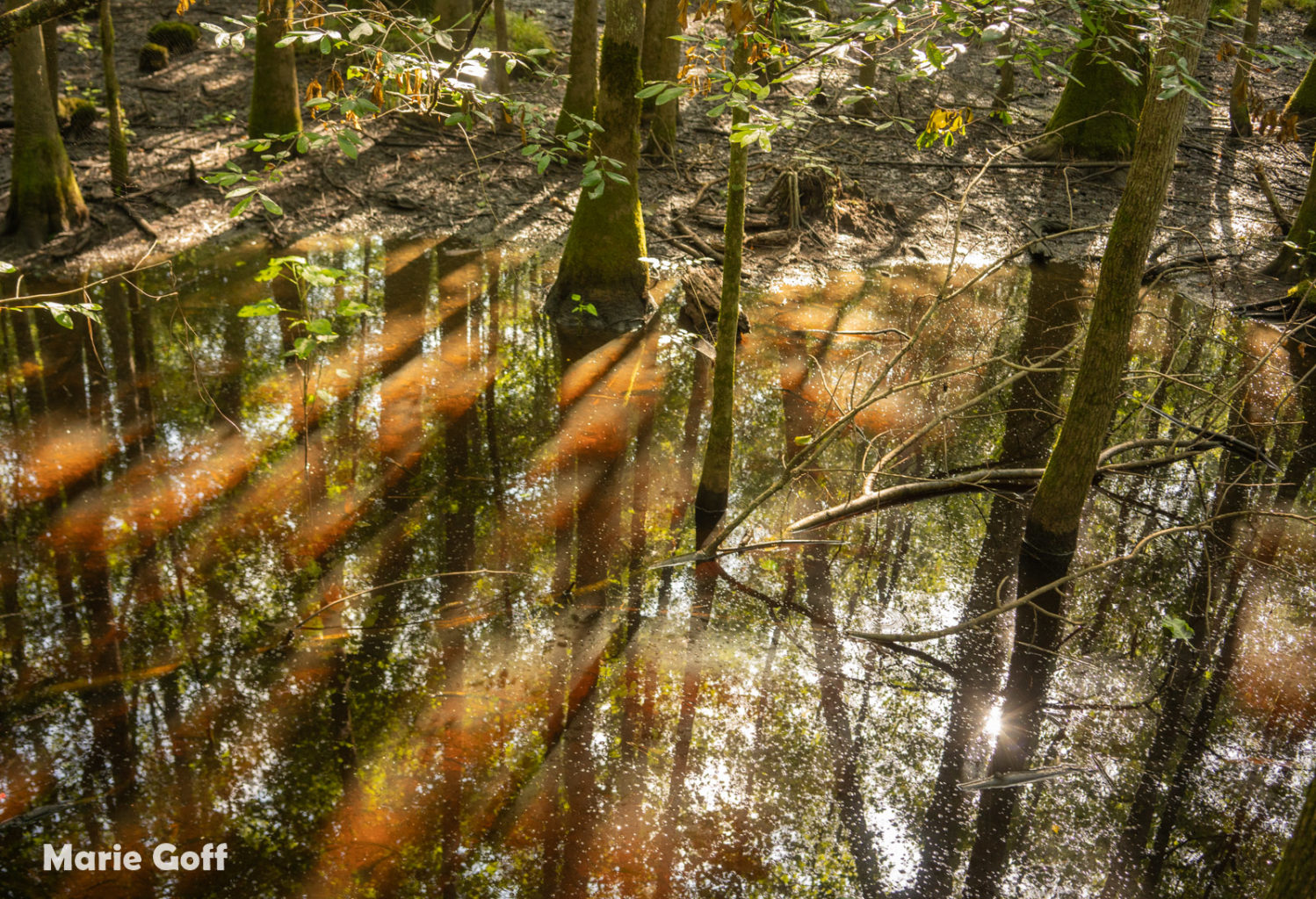 South Carolina Seven Expedition