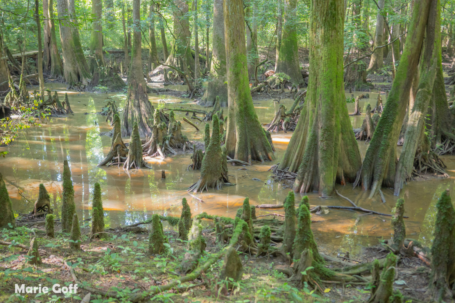 South Carolina Seven Expedition