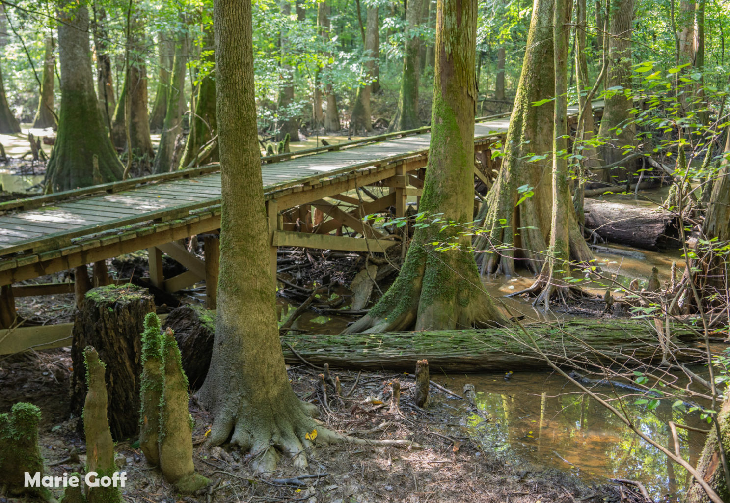 South Carolina Seven Expedition