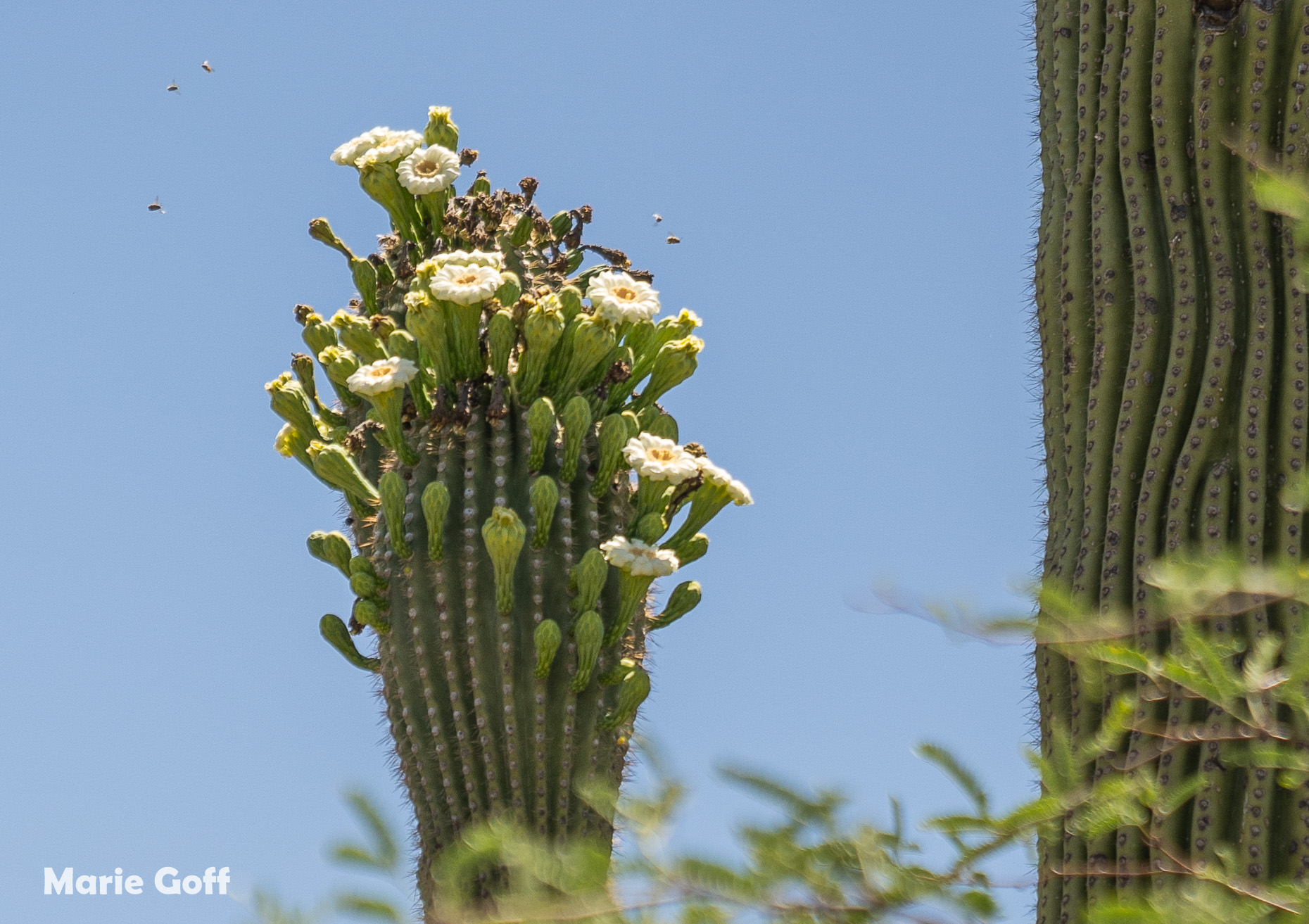 Saguaro cactus