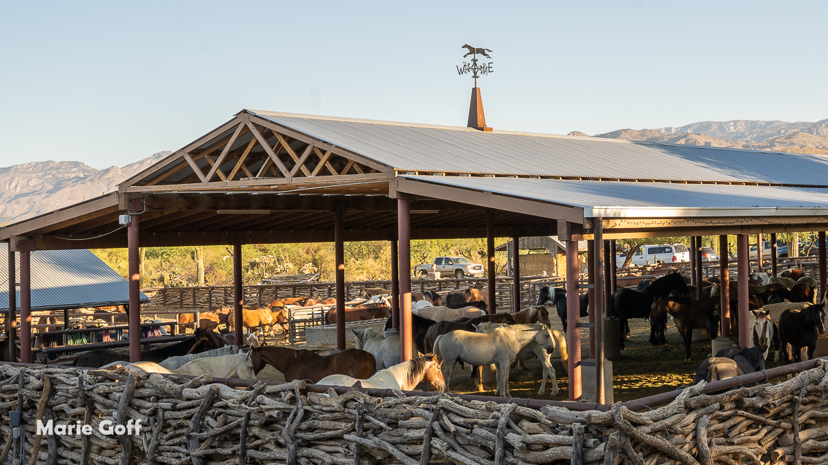 horse's corral