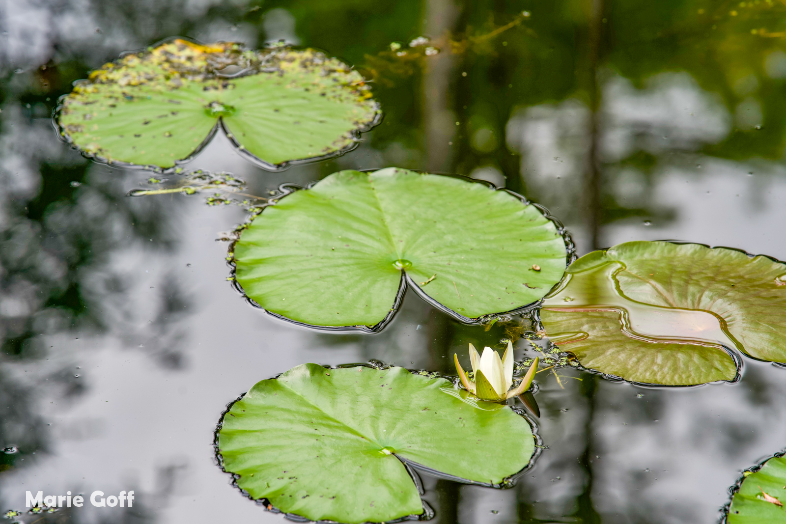 Cypress Gardens Moncks Corner