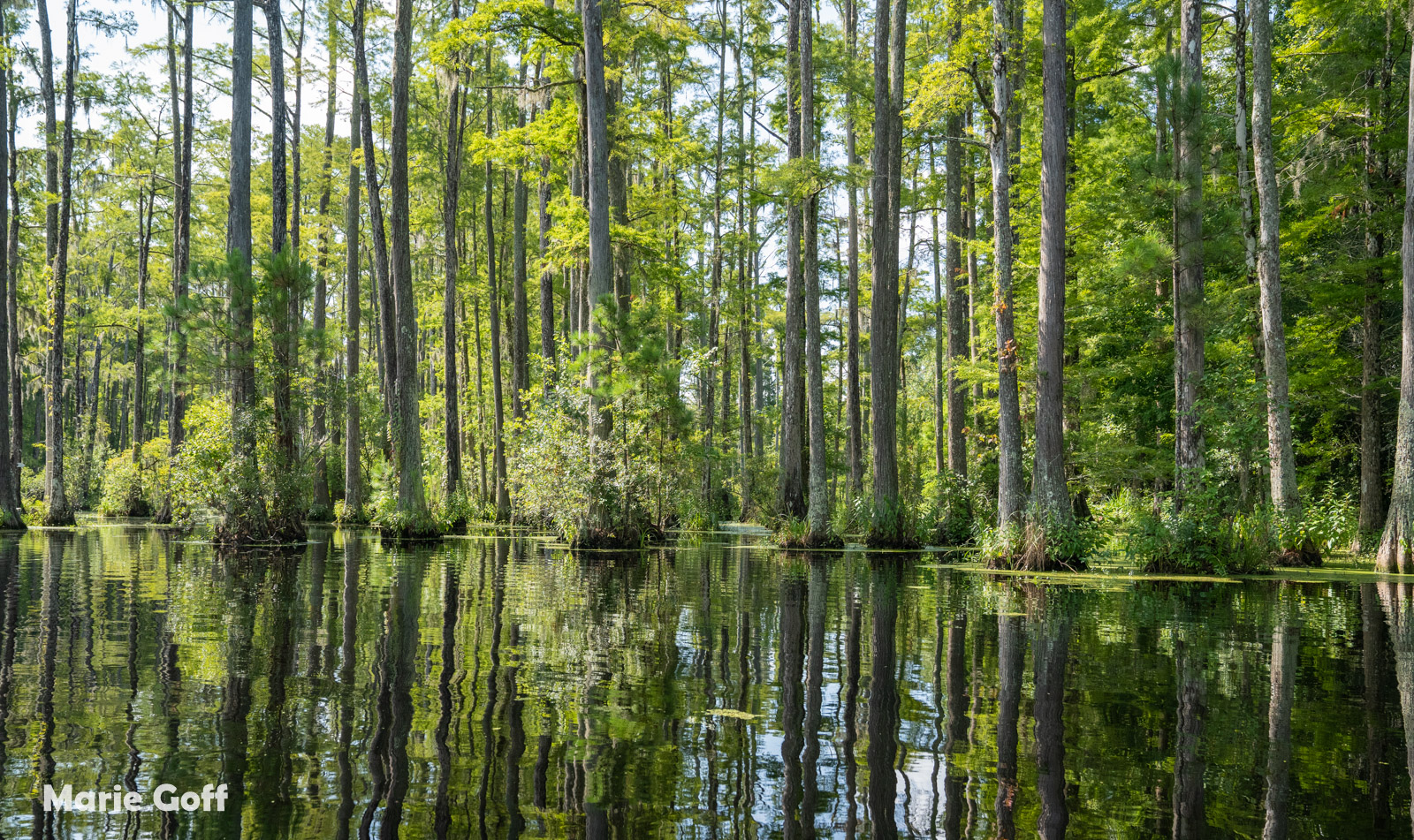 Cypress Gardens Moncks Corner