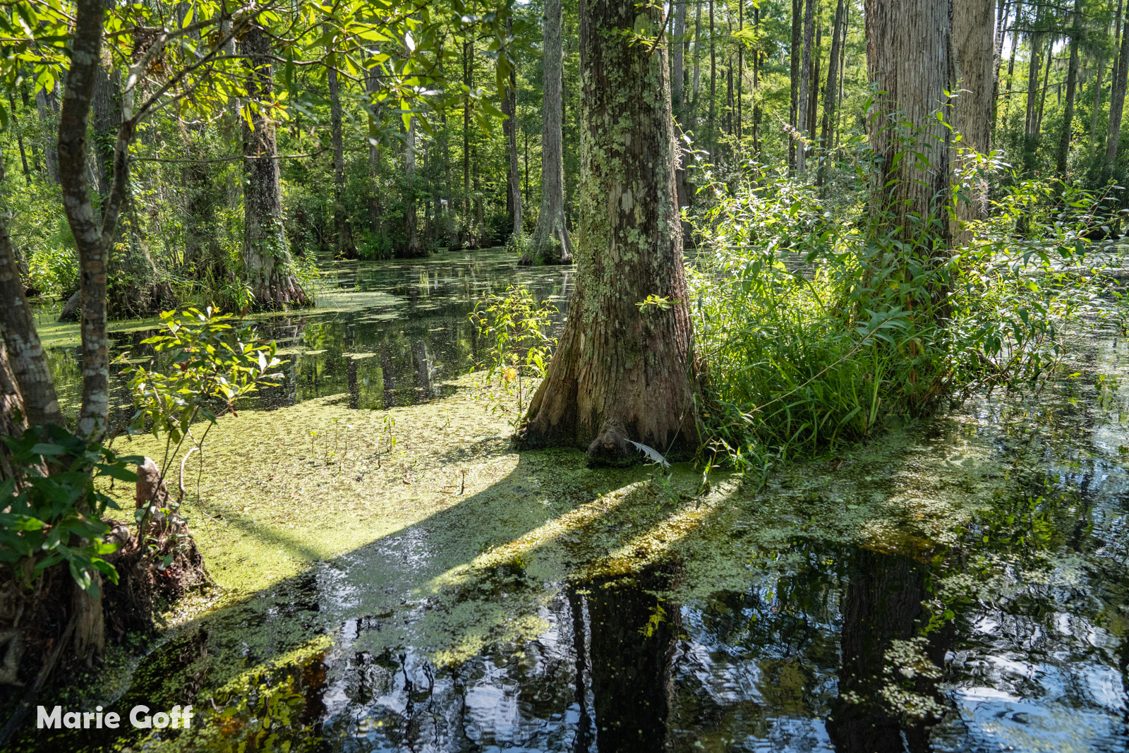 Cypress Gardens Moncks Corner
