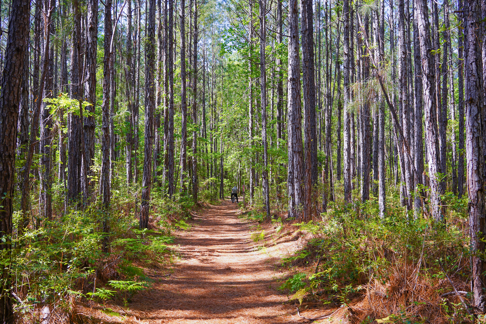 Fall in Love with South Carolina