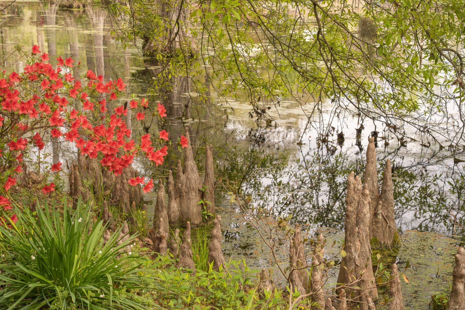 Journey Through South Carolina