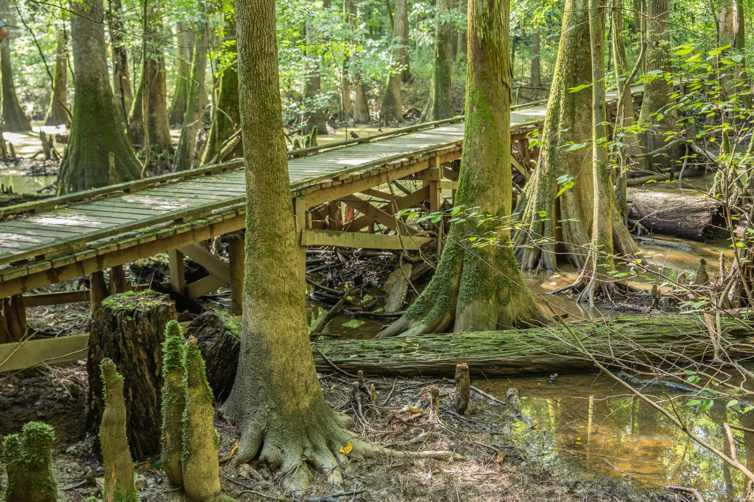 Journey Through South Carolina