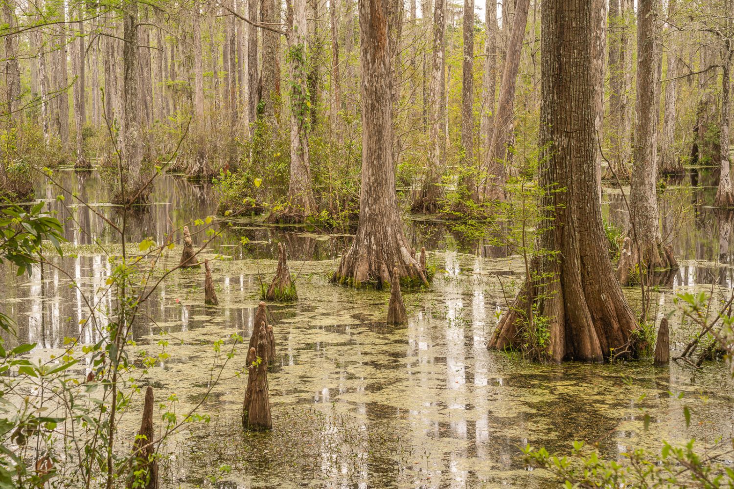 Journey Through South Carolina