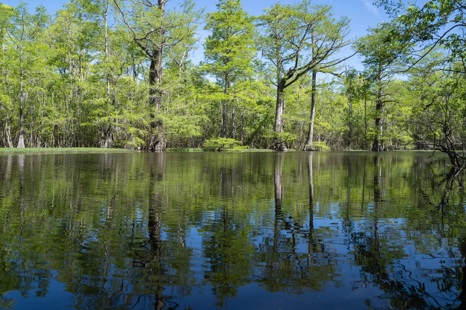 Journey Through South Carolina