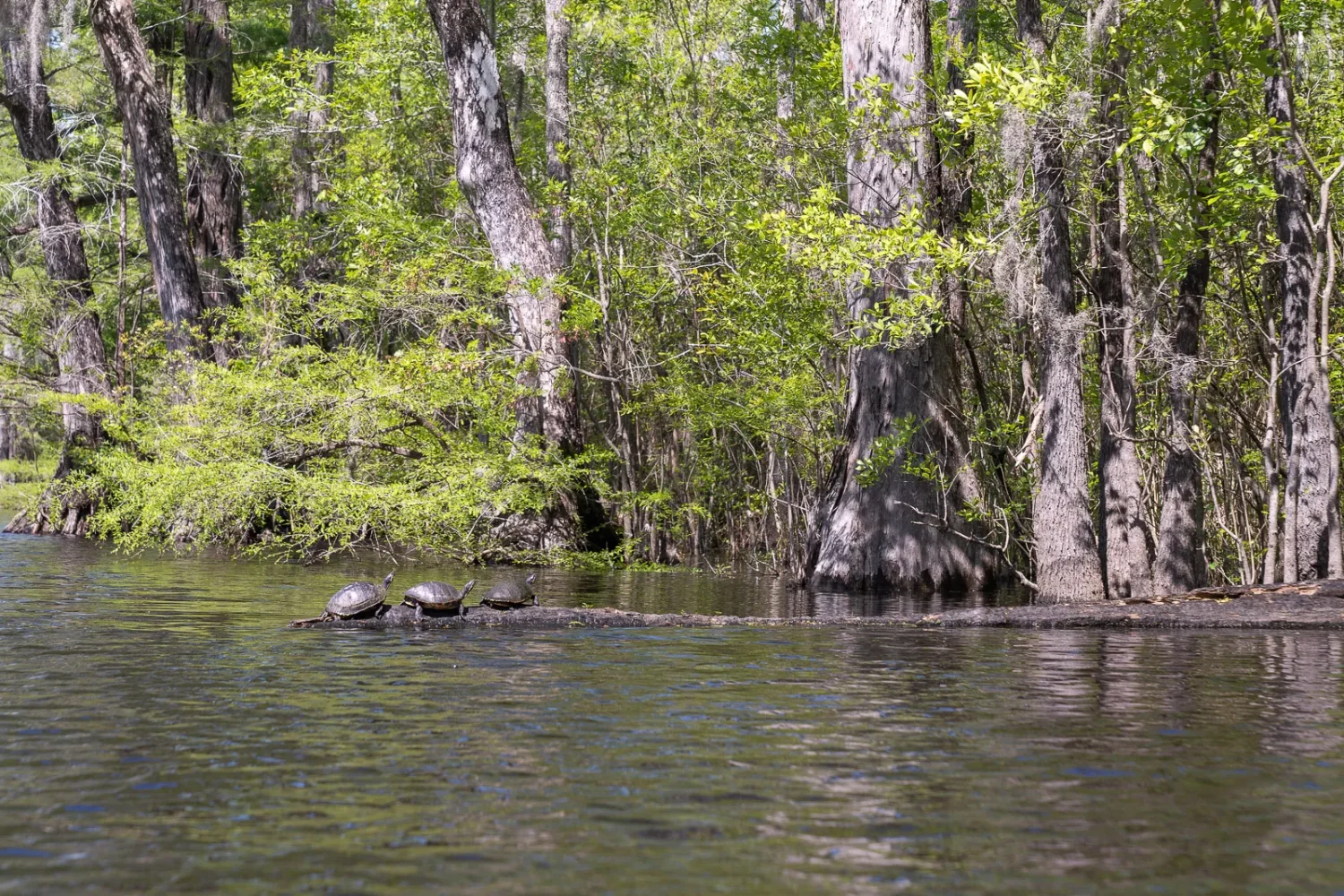 Journey Through South Carolina
