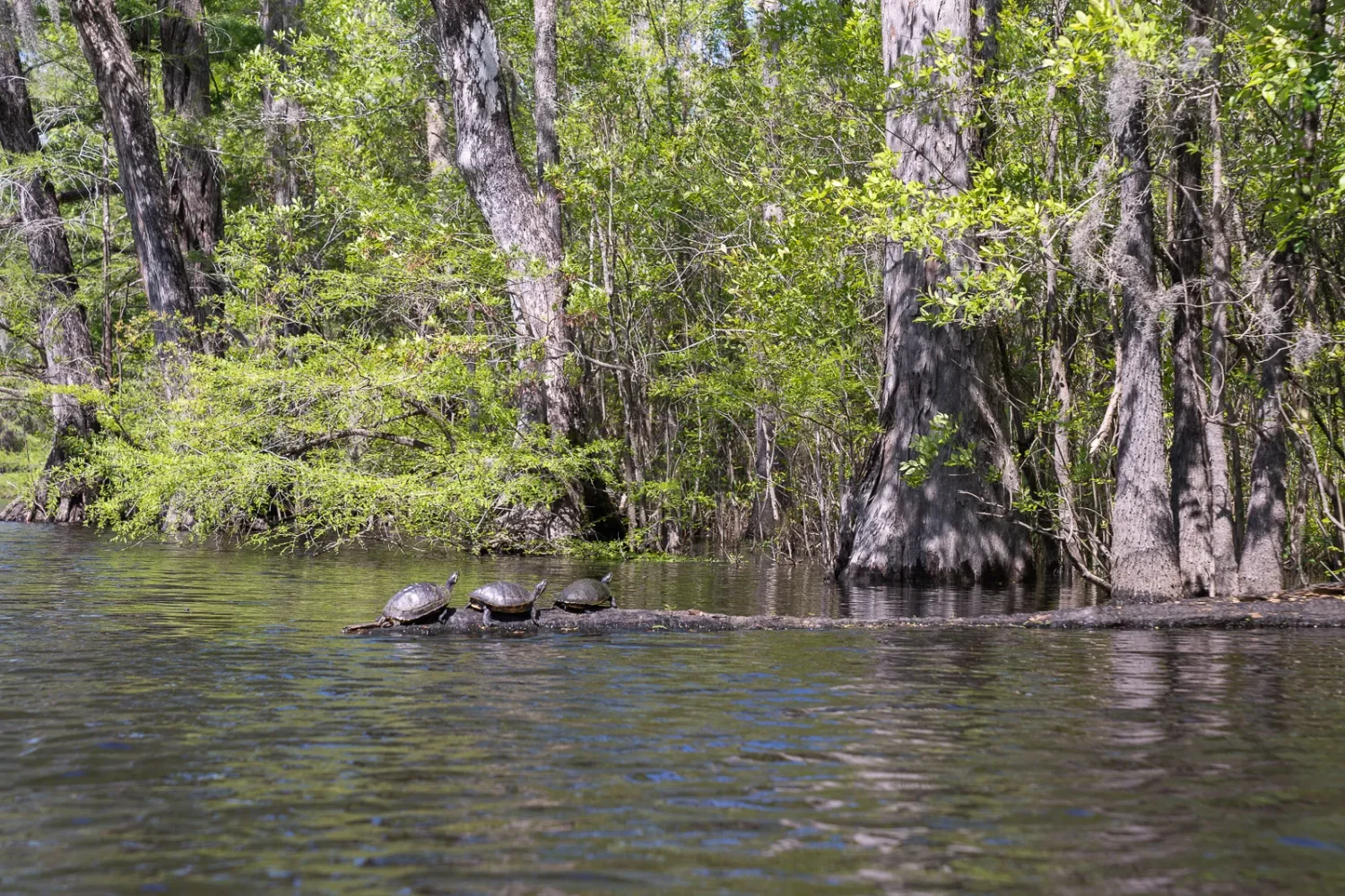 Journey Through South Carolina