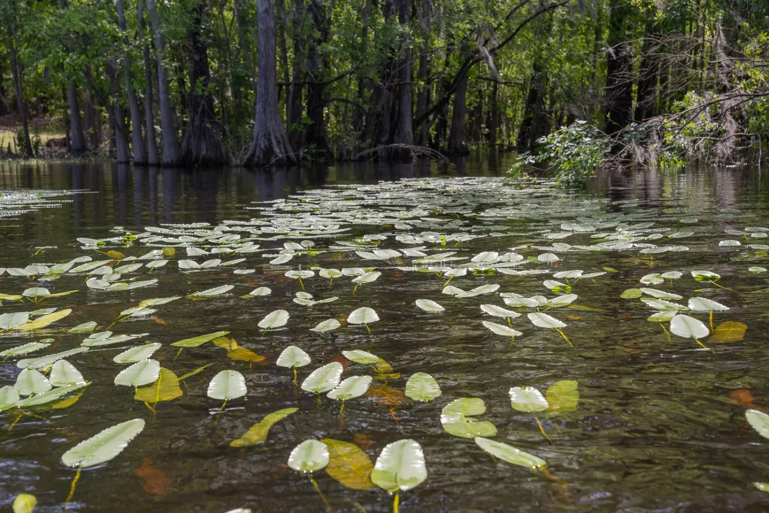 Journey Through South Carolina