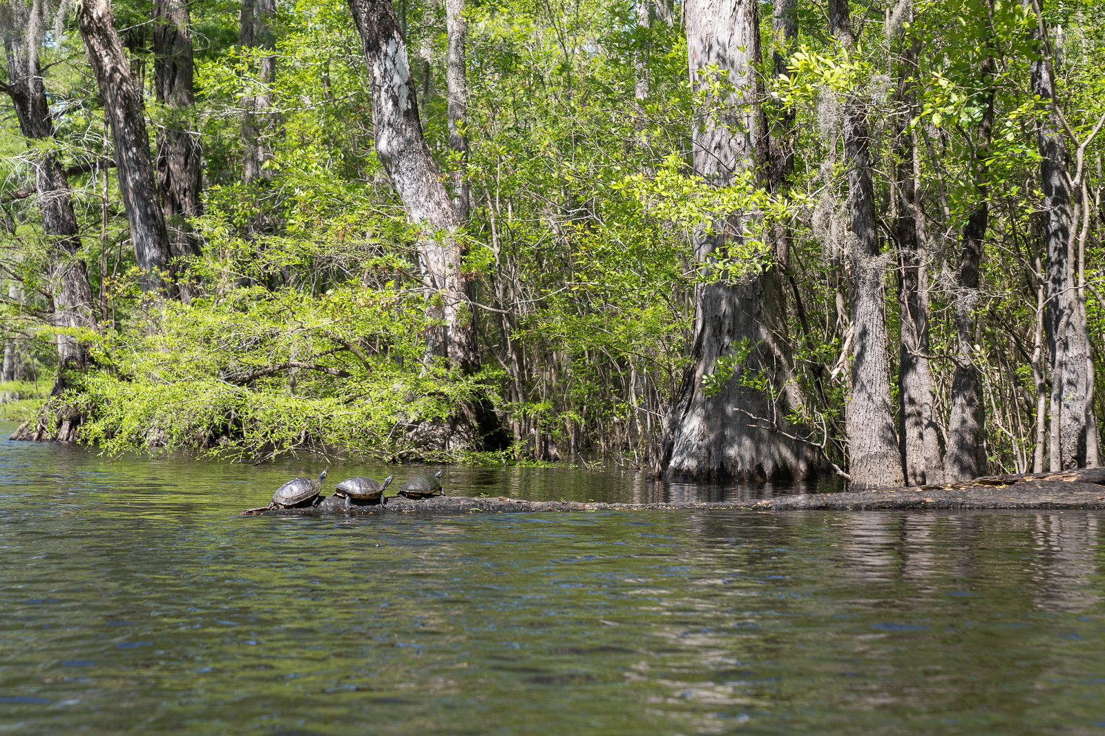 Fall in Love with South Carolina