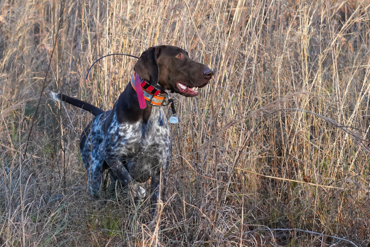 Retriever Dogs