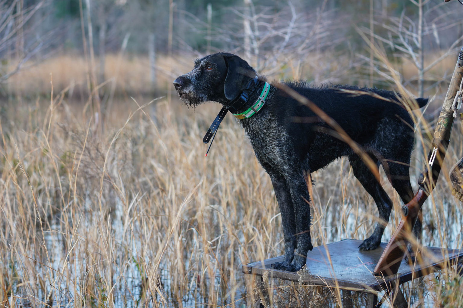 Retriever Dogs