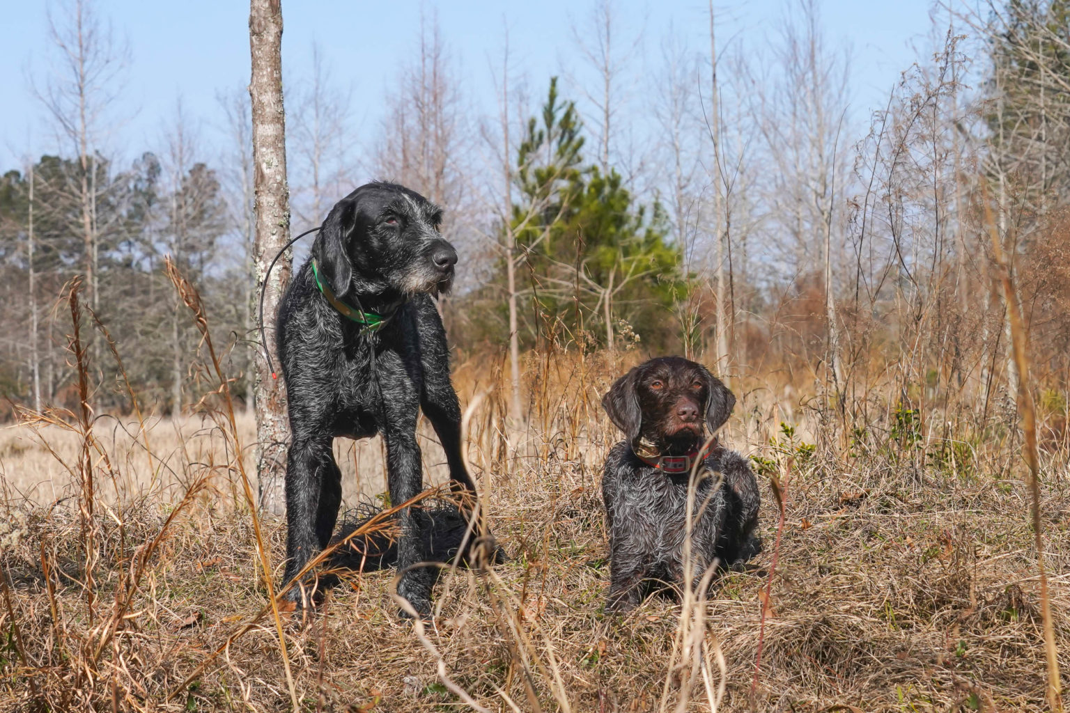 Retriever Dogs