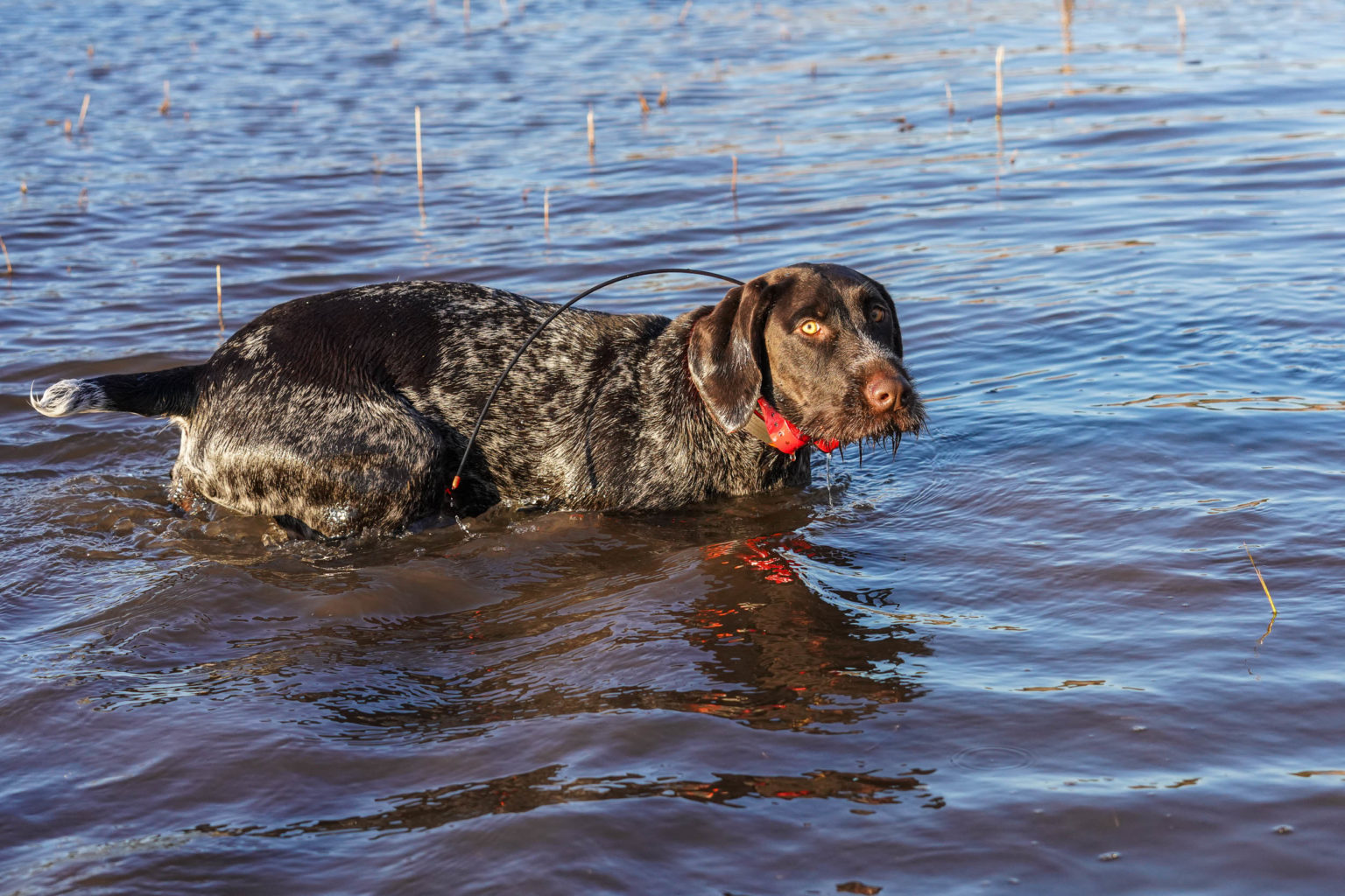 Retriever Dogs