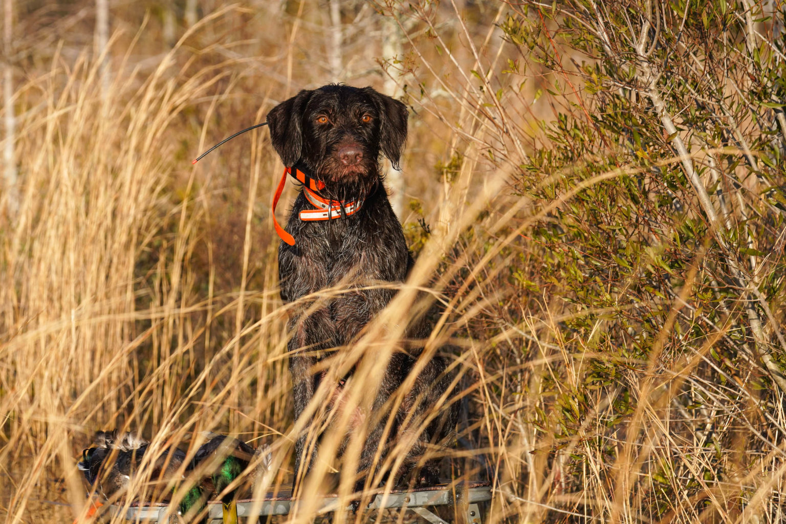 Retriever Dogs