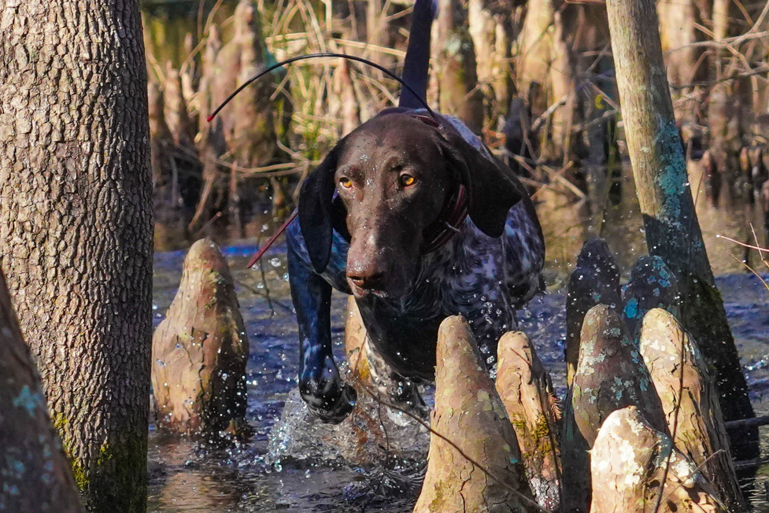 Retriever Dogs