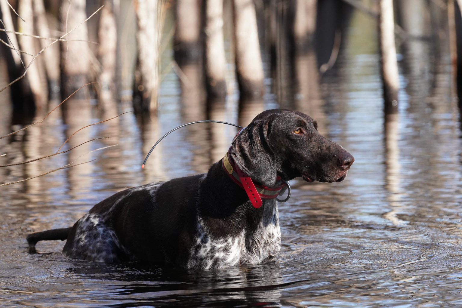 Retriever Dogs