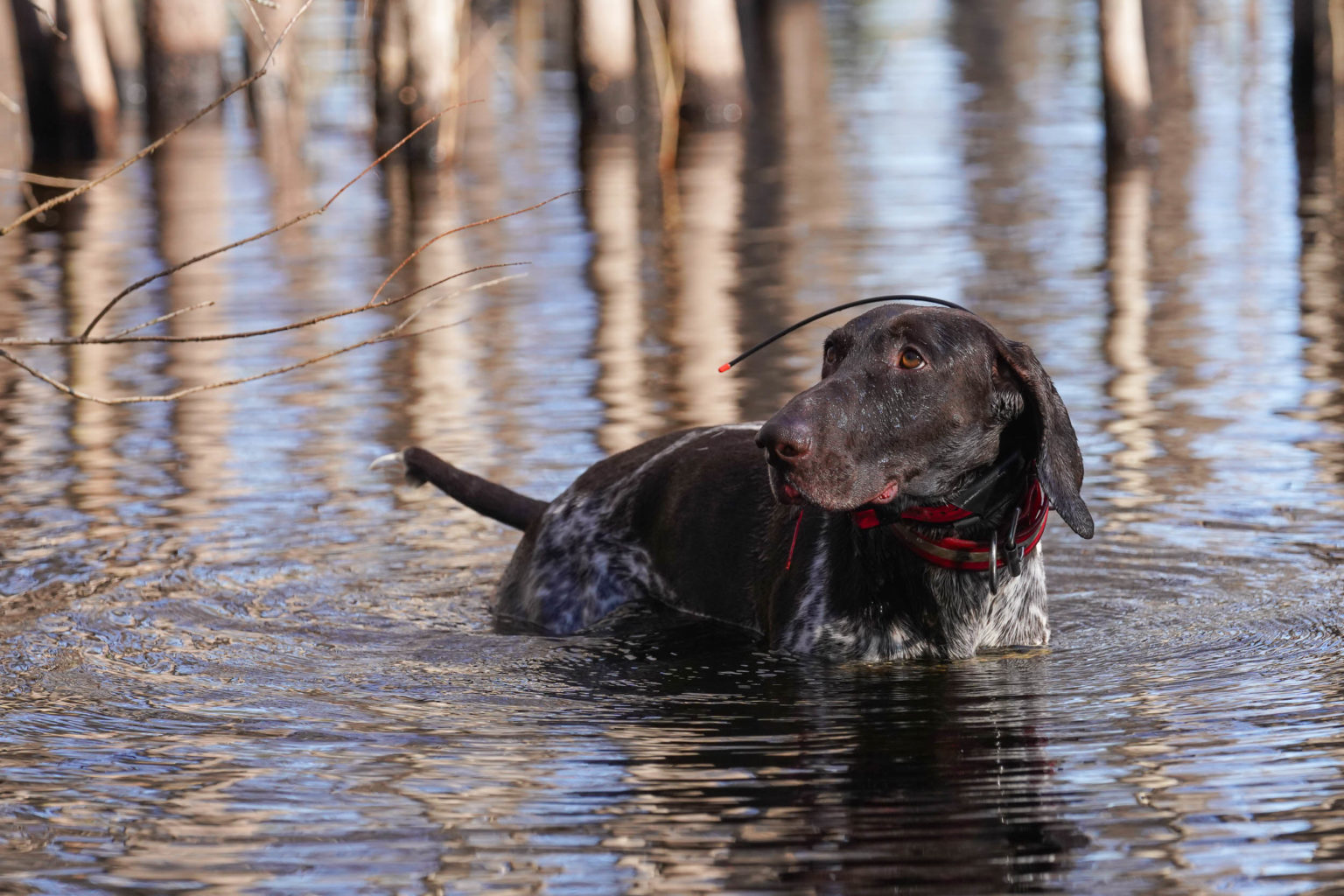 Retriever Dogs