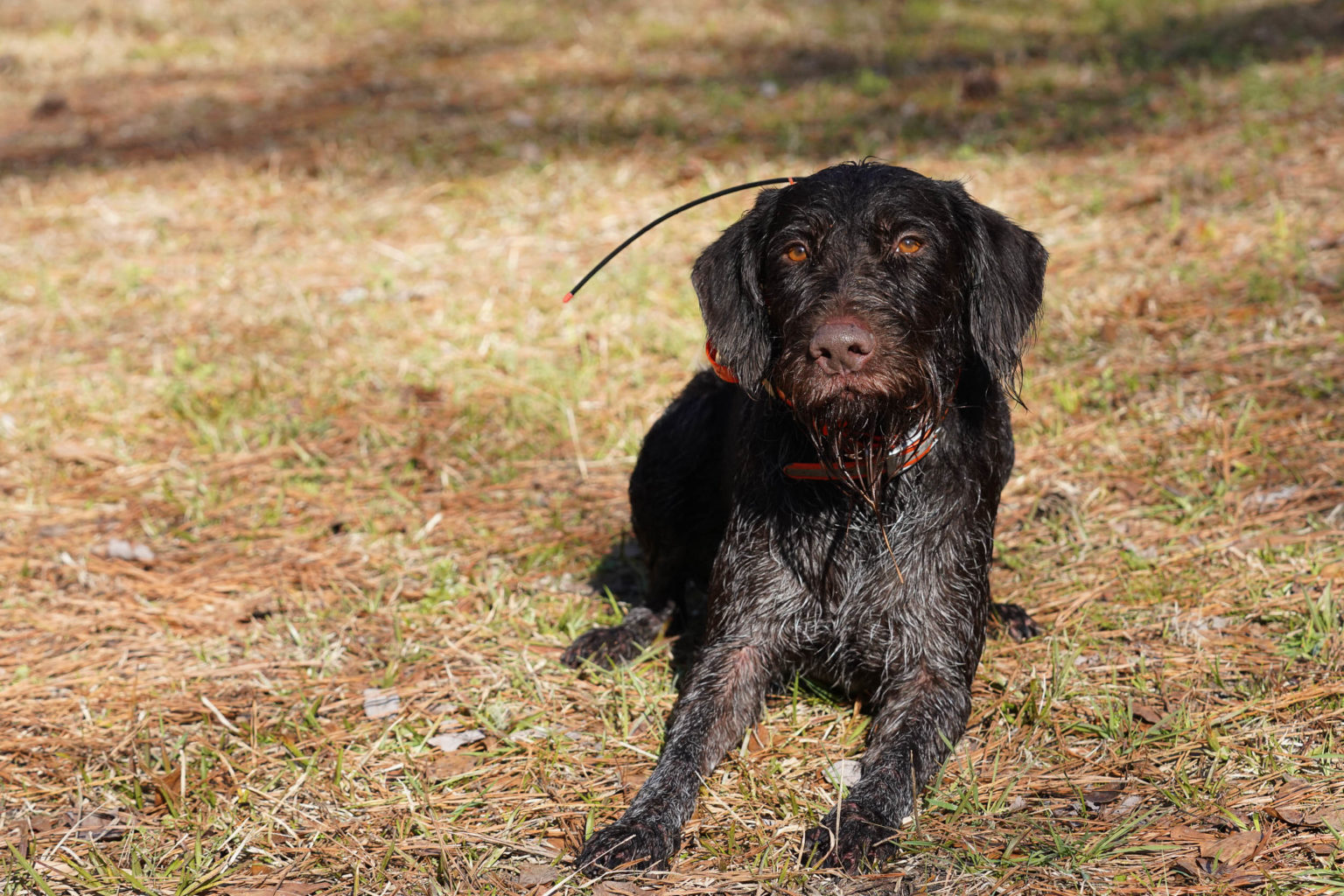 Retriever Dogs