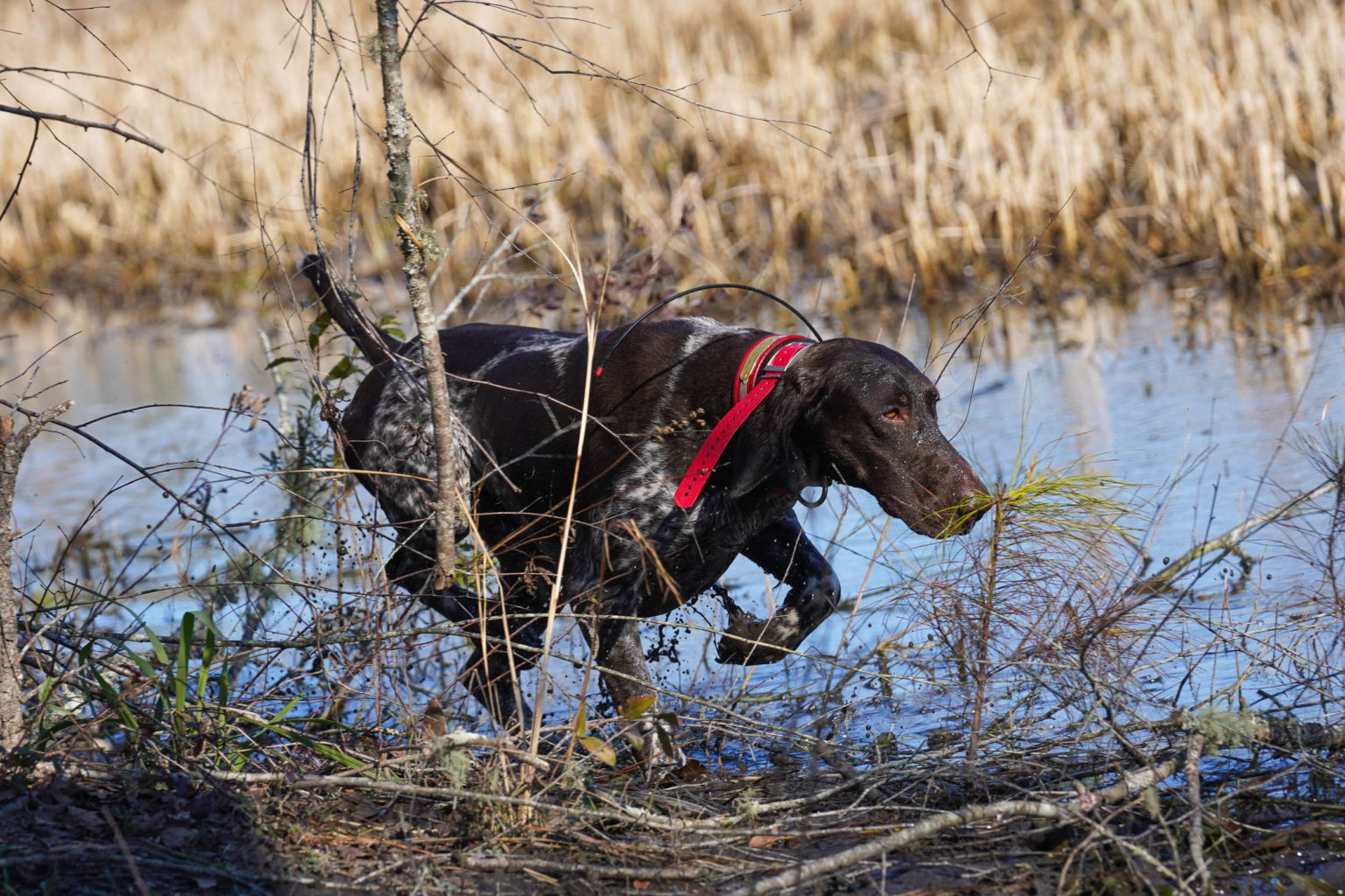 Retriever Dogs