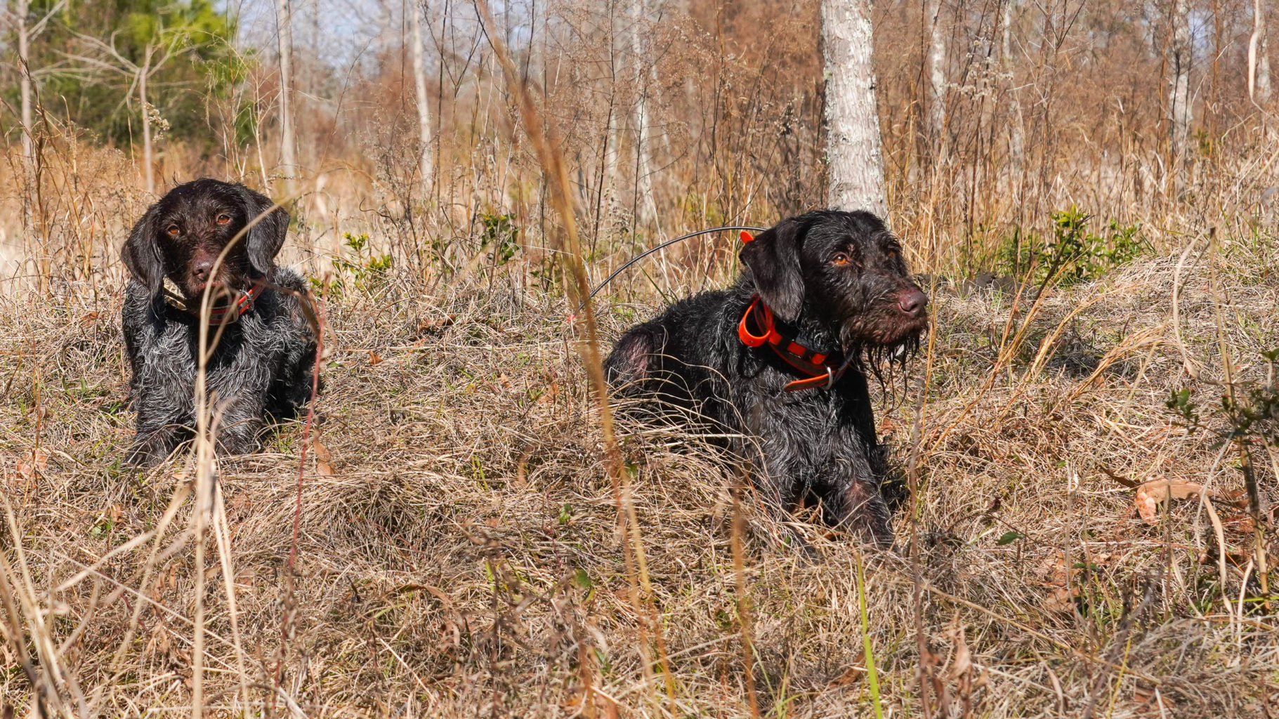 Retriever Dogs