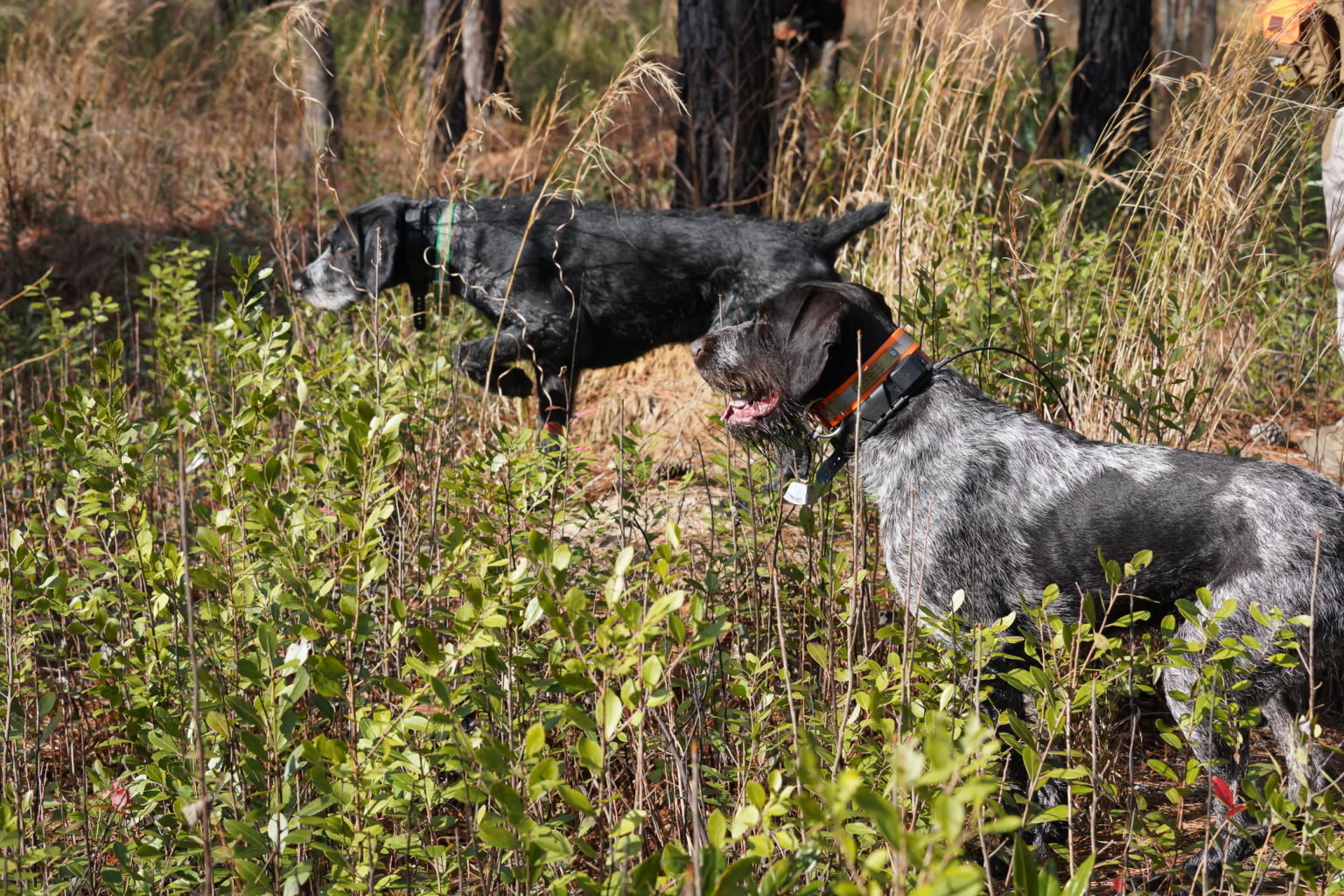 Retriever Dogs