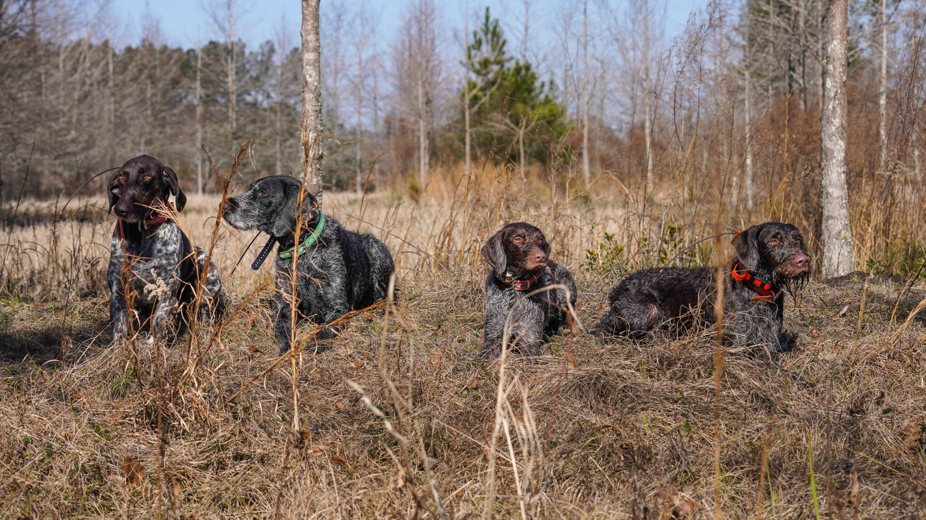 Retriever Dogs