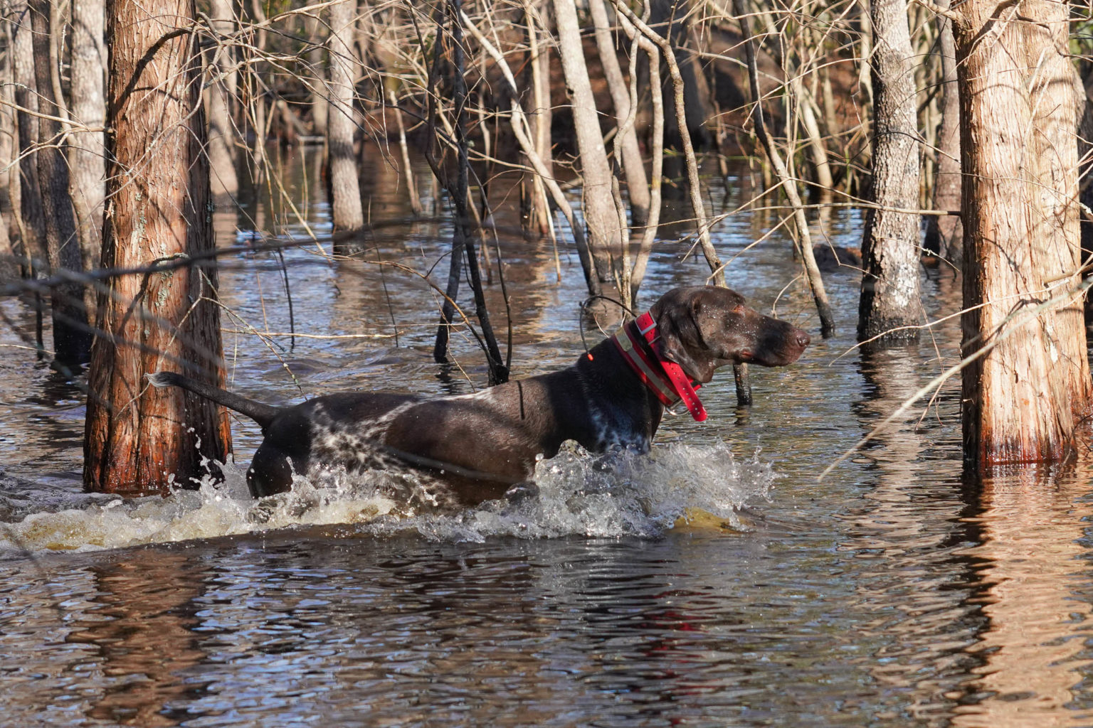 Retriever Dogs
