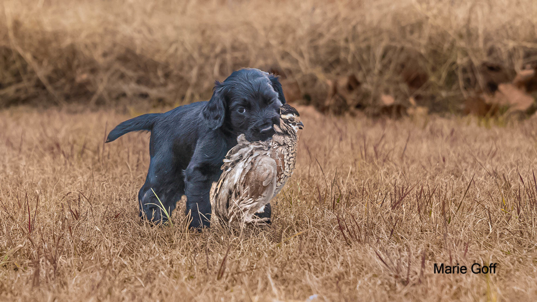 Gun Dog Puppies (Pocotaligo Kennel LLC)