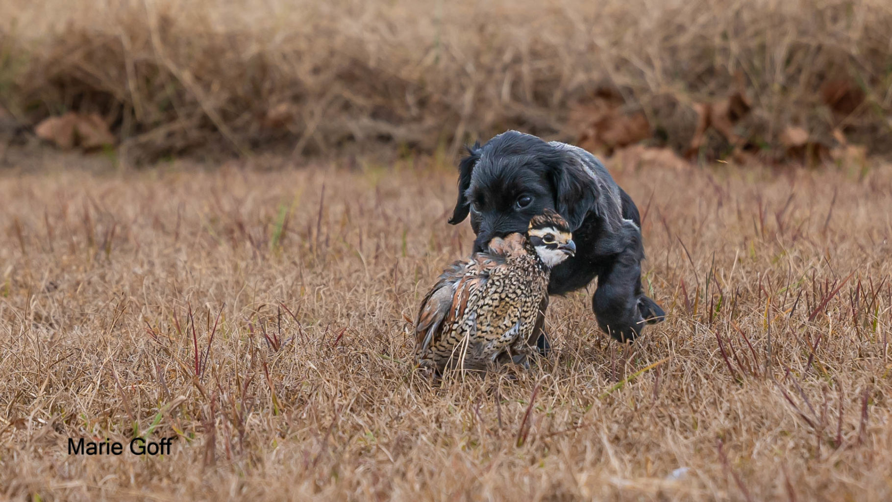 Gun Dog Puppies (Pocotaligo Kennel LLC)