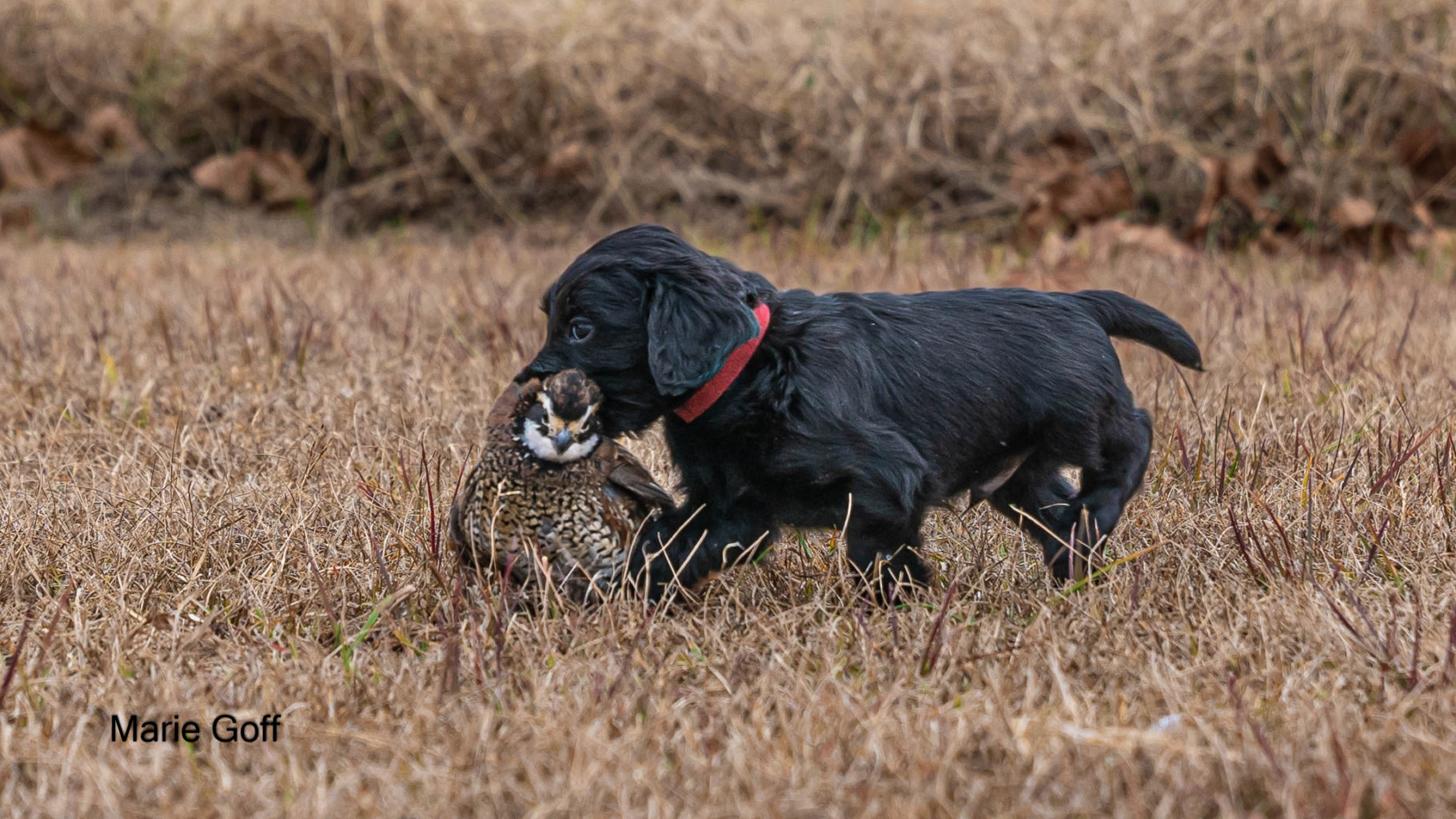 Gun Dog Puppies (Pocotaligo Kennel LLC)