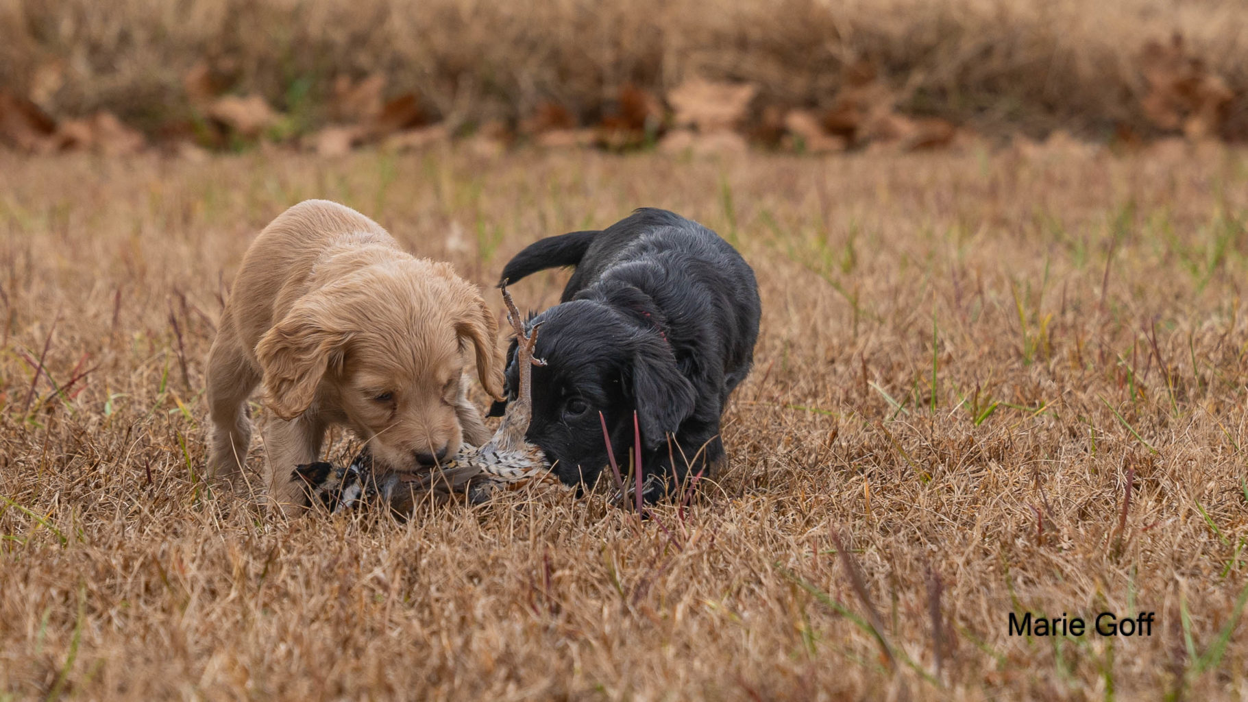 Gun Dog Puppies (Pocotaligo Kennel LLC)