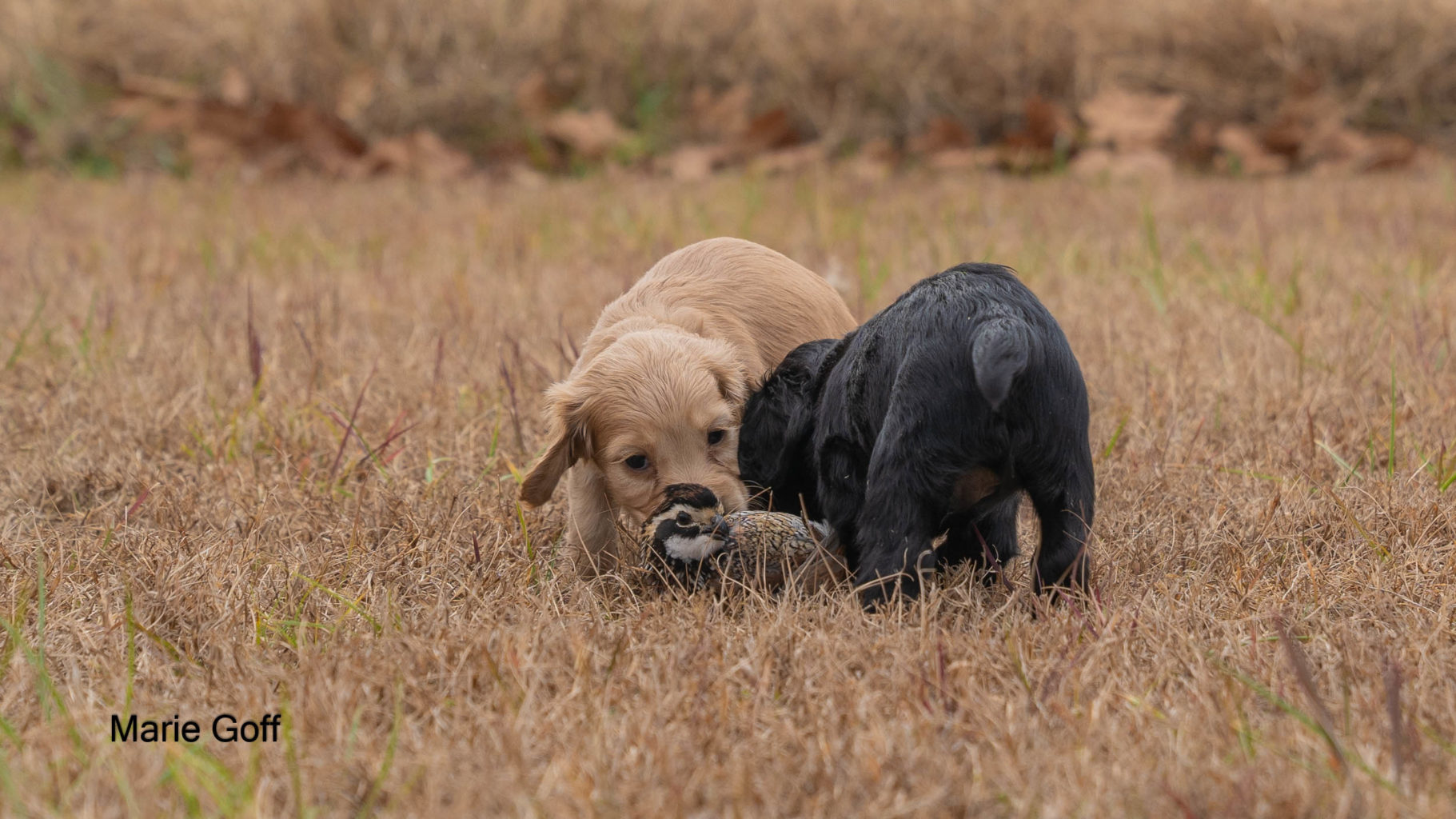 Gun Dog Puppies (Pocotaligo Kennel LLC)