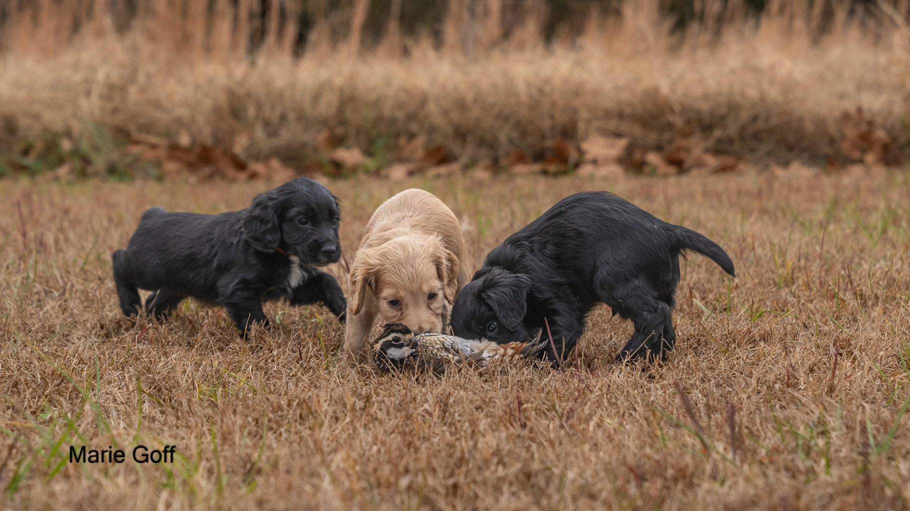 Gun Dog Puppies (Pocotaligo Kennel LLC)