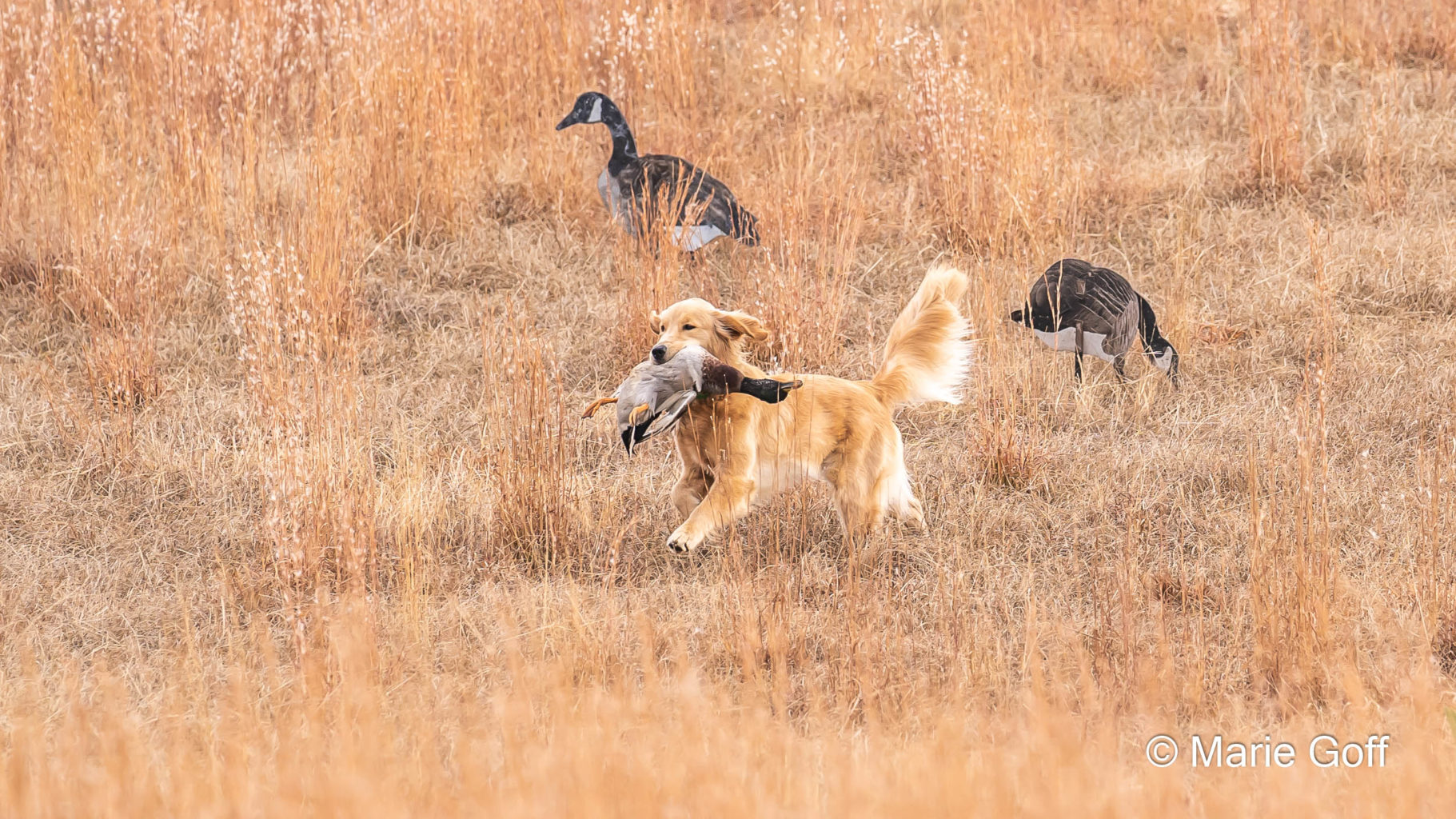 Retriever Dogs