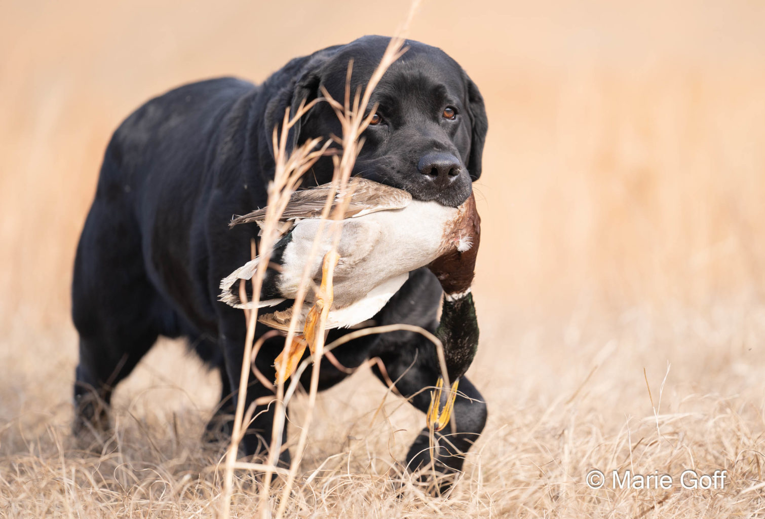Retriever Dogs