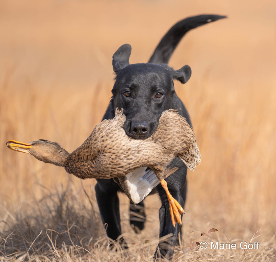 Retriever Dogs
