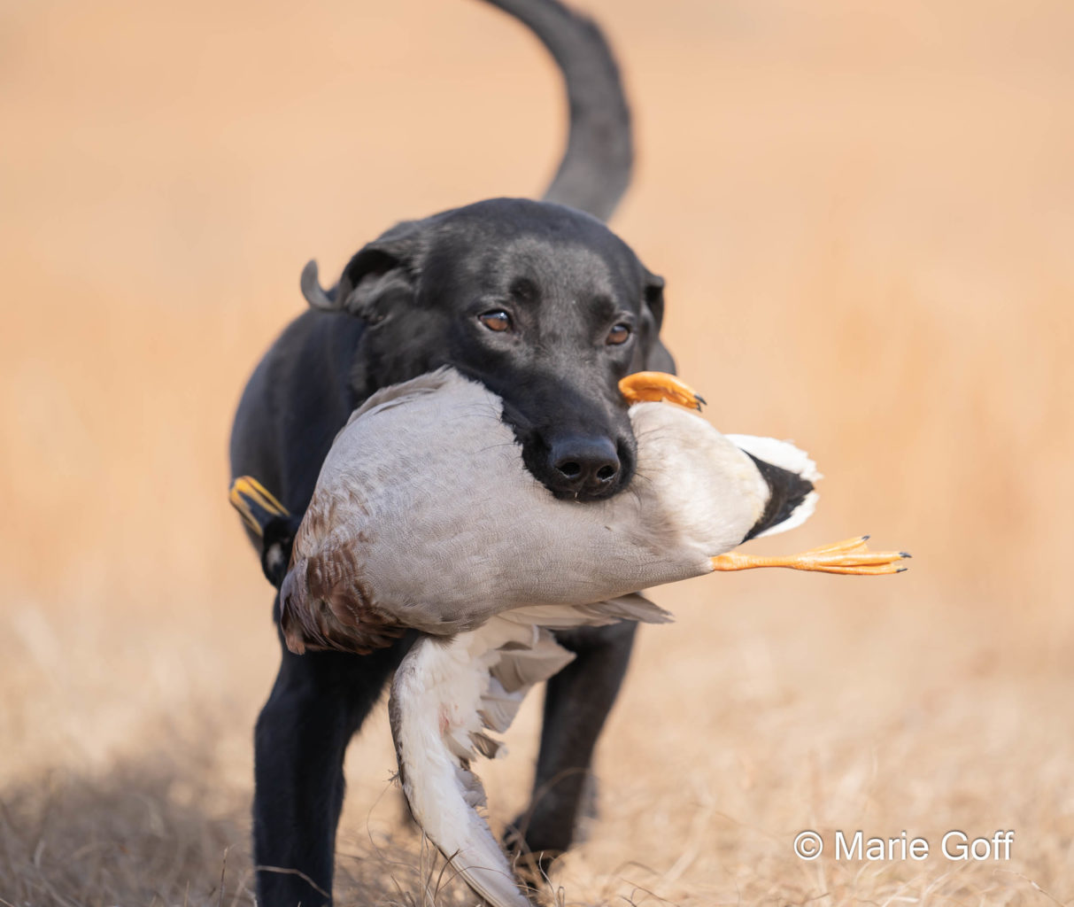 Retriever Dogs
