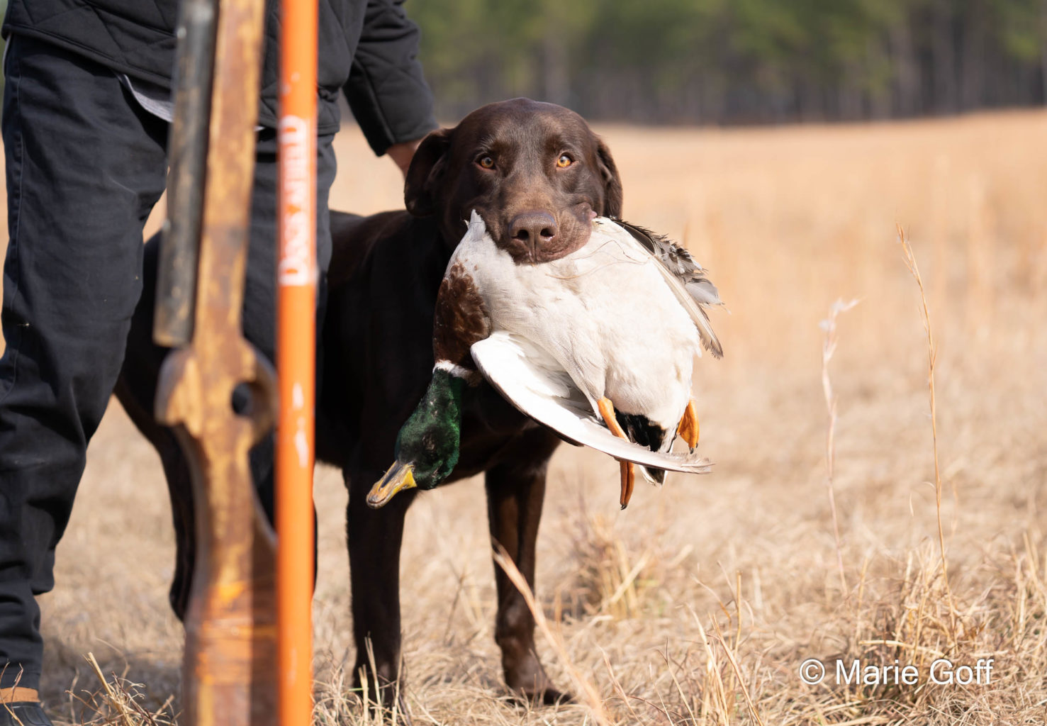 Retriever Dogs