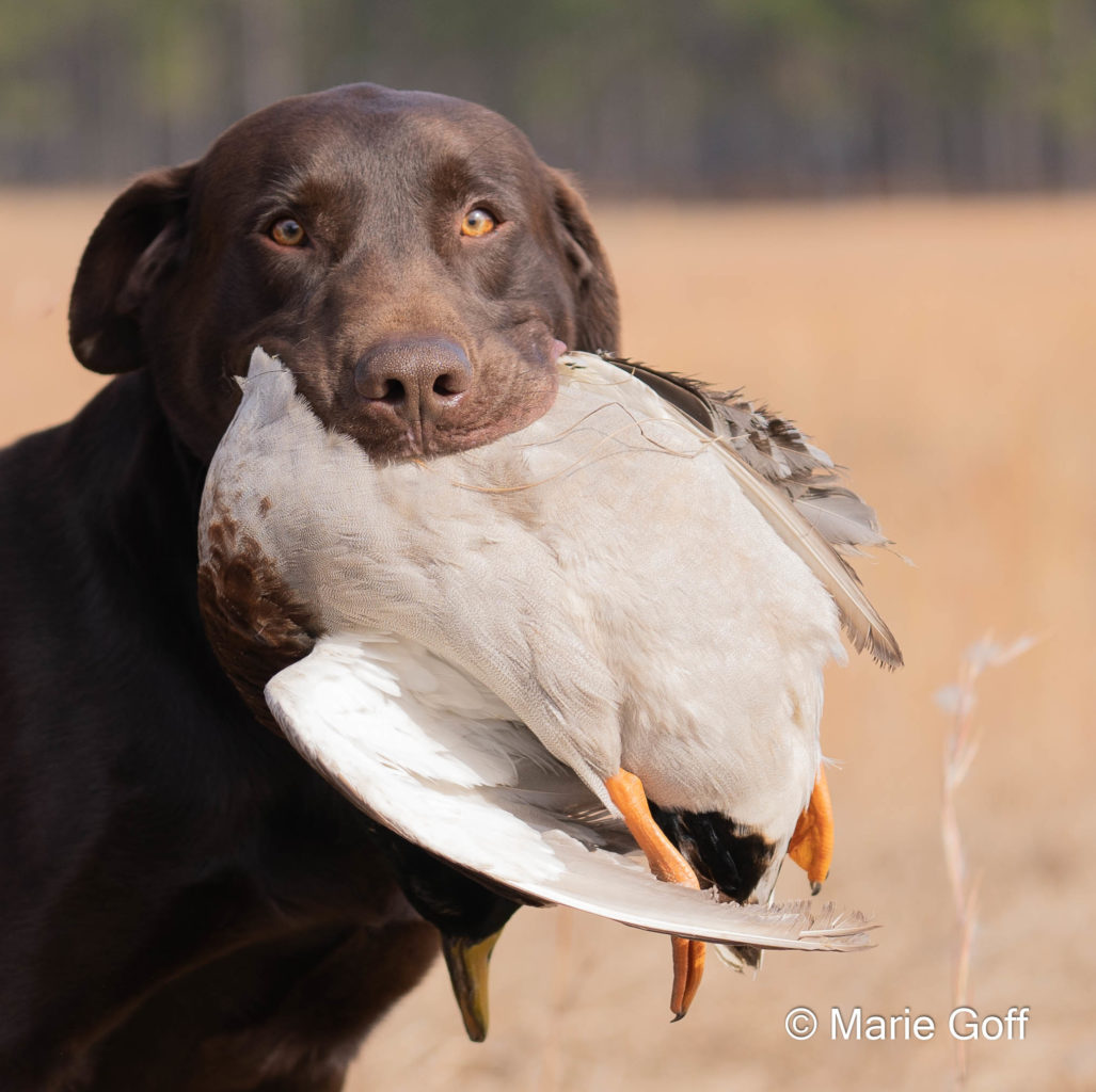 Retriever Dogs