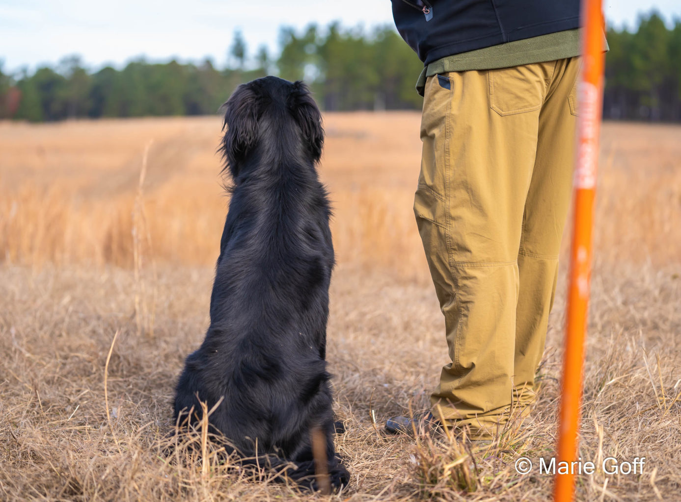 Retriever Dogs