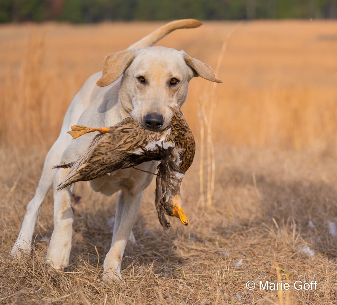 Retriever Dogs