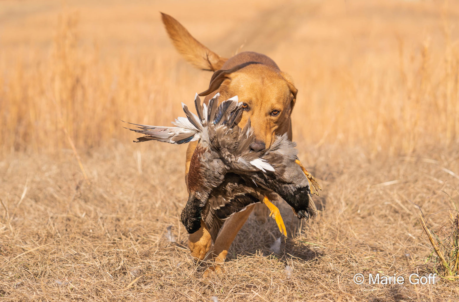 Retriever Dogs