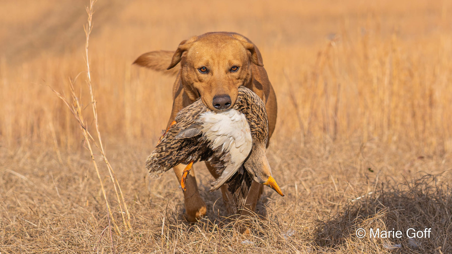 Retriever Dogs